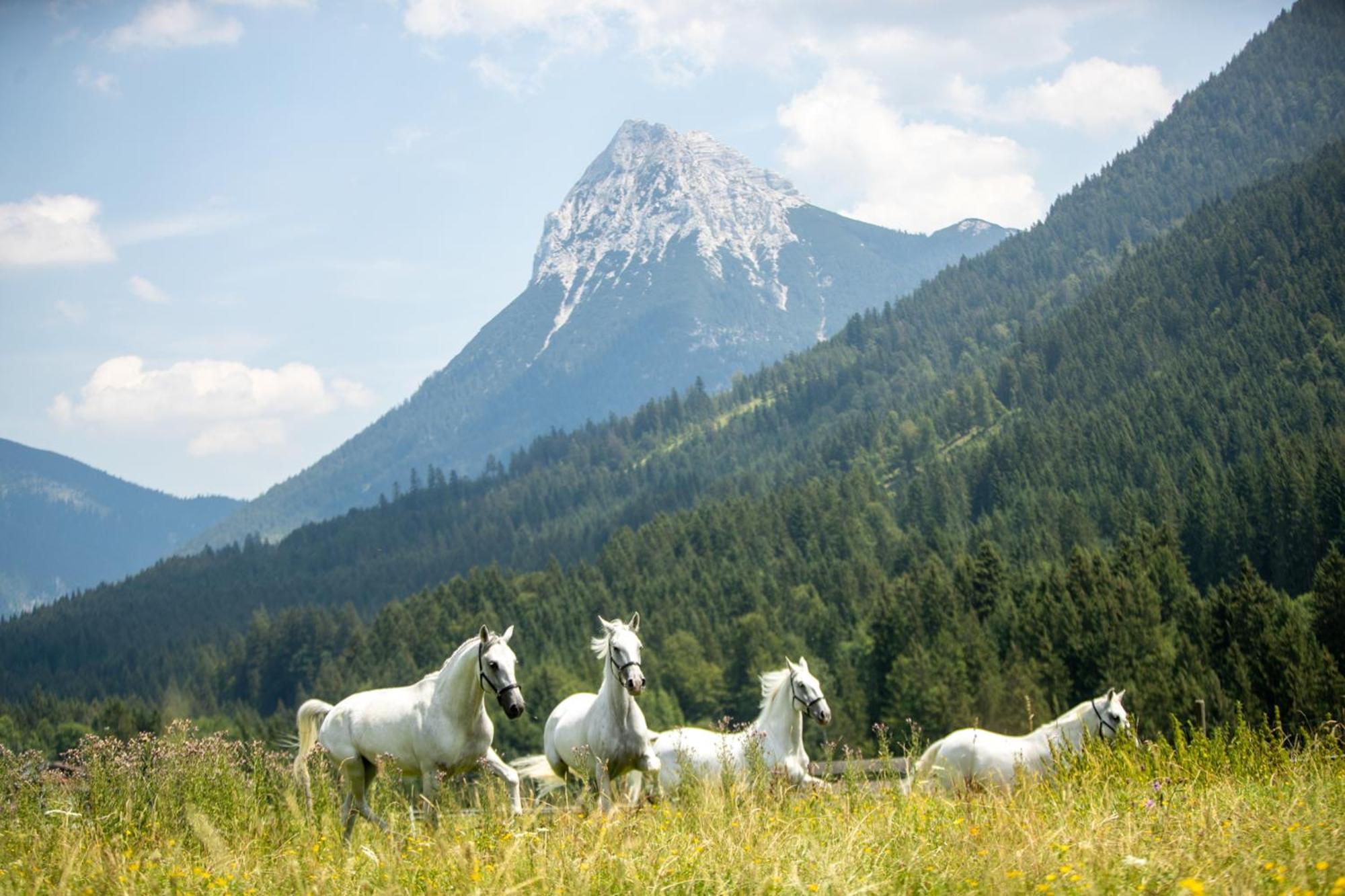 Posthotel Achenkirch Resort And Spa - Adults Only Екстер'єр фото